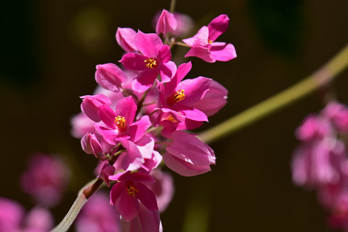 Antigonon leptopus, Coral Vine